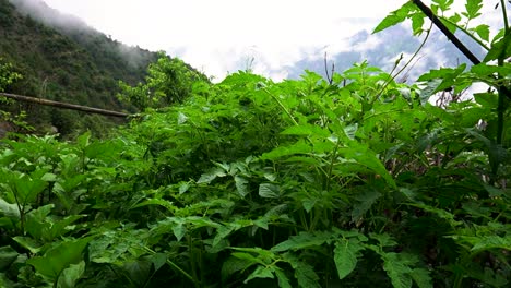 Close-up-shot-of-tomato-plant-in-the-Himalayan-region-of-Kashmir---Kashmiri-tomato