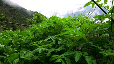 close-up shot of tomato plant in the himalayan region of kashmir - kashmiri tomato