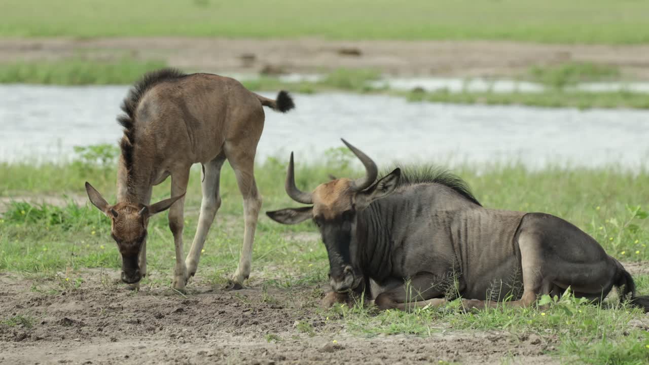 A young baby blue wildebeest lying down next to an older calf in the sand in front of a waterhole, Savuti Botswana