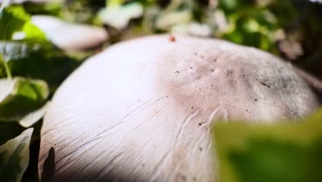 agaricus mushroom in a coniferous forest growing in the edge of forest