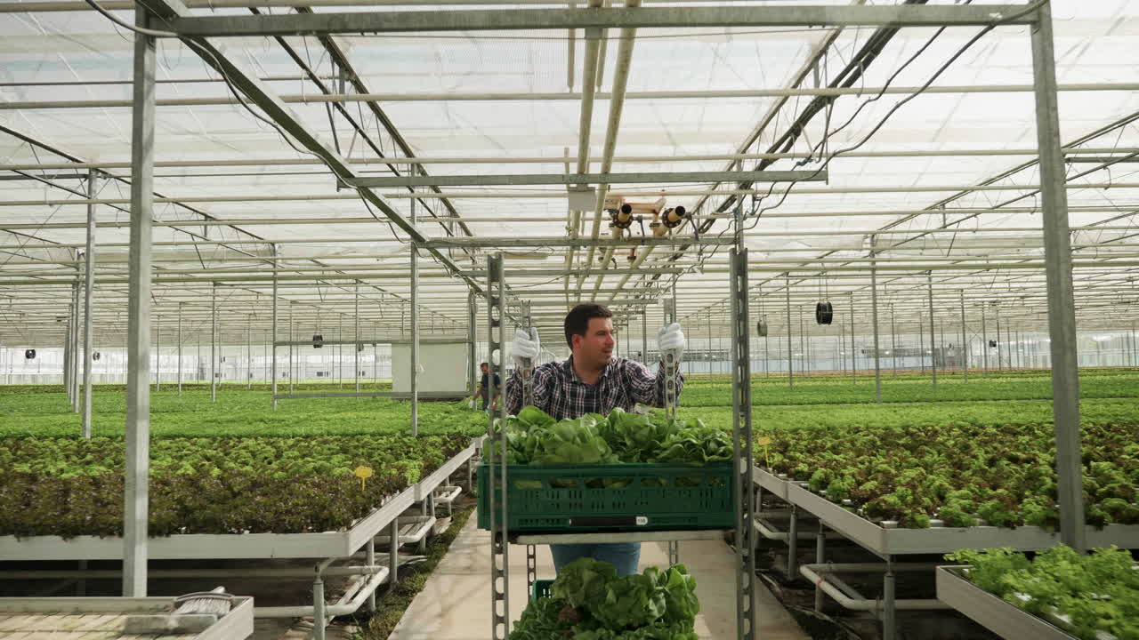 Farmer harvesting lettuce in a greenhouse