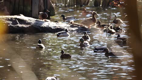 Stockenten-Fressen-Nahrung-Im-Wasser-Des-Teiches