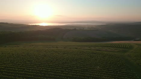 Paisaje-Sereno-Al-Amanecer,-Con-Un-Cuerpo-De-Agua-A-Lo-Lejos-Y-Viñedos-Cultivados-En-Primer-Plano.