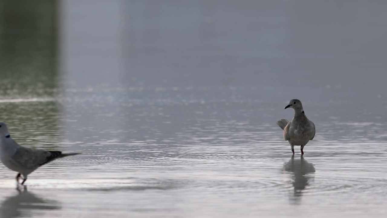 아랍에미리트 아부다비 의 분수 연못 에서 물 을 마시는 새 들