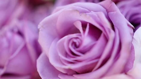 beautiful pink peony bouquet background