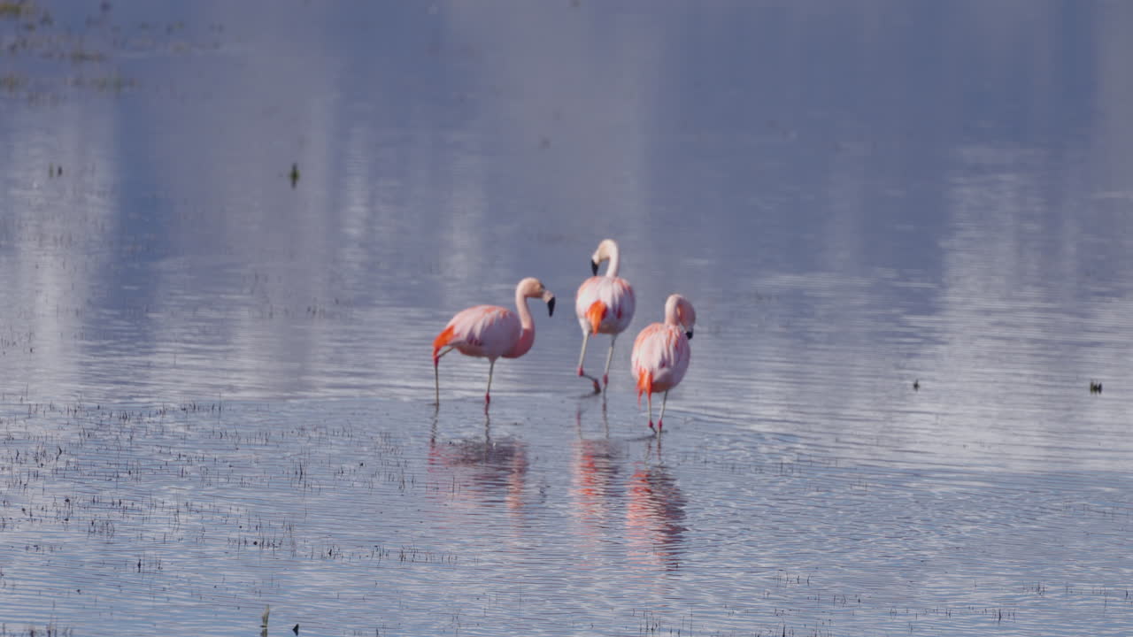 Three Andean Flamingos walk slowly in shallow water of lake, Phoenicoparrus andinus