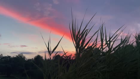vista de ángulo bajo de una puesta de sol o amanecer a través de cañas de estanque-1