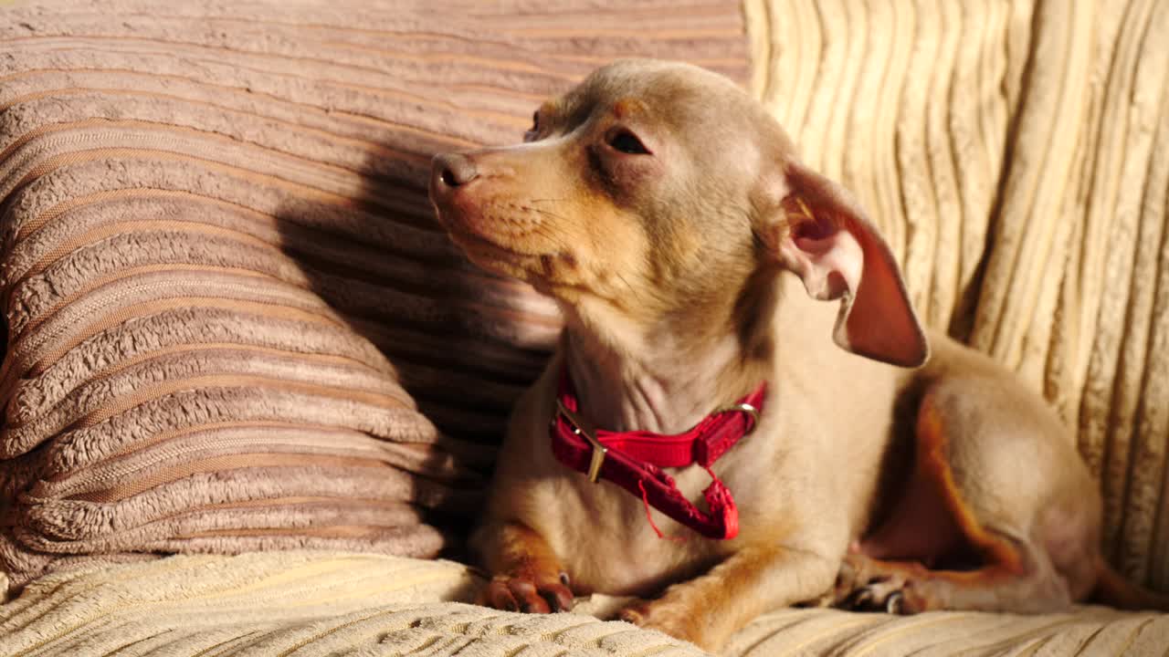 pequeño perro sentado en el sofá