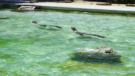 group of sea lions swimming in the pool for an aqua show in the zoo- handheld shot