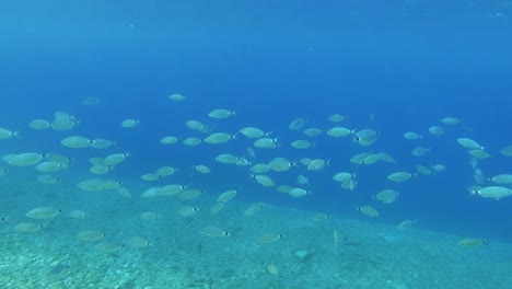 探索海域生物, 發現浅水中驚人的海洋動物