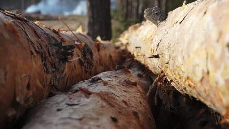 macro view of felled pine timbers with dry bark and rough surface which are lying in the forest