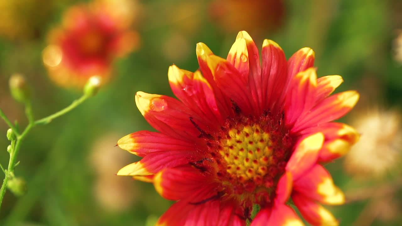 vista de cerca de las flores y vainas de gaillardia pulchella en un jardín botánico natural de flores silvestres