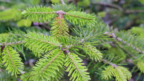 a young replanted christmas tree in a plant pot showing new growth on the branches in a country garden in england