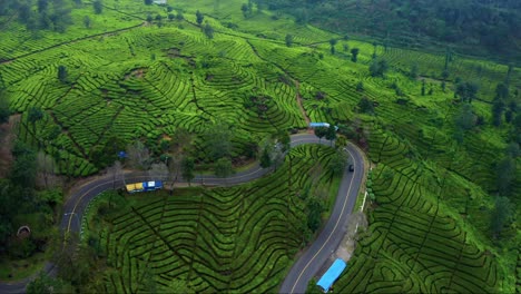 tea plantation landscape near ciwidey bandung, west java, indonesia - aerial drone shot