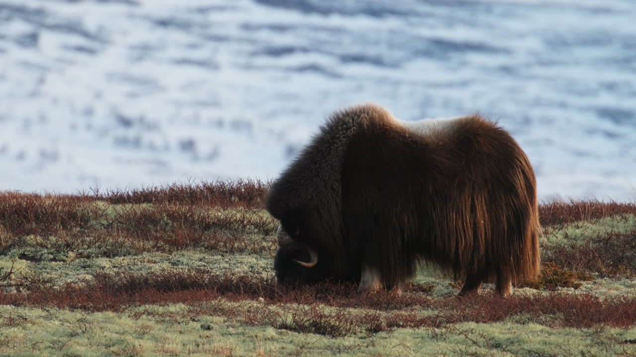 Large musk oxen bull graze on winter Dovrefjell mountain in sunset; static wide
