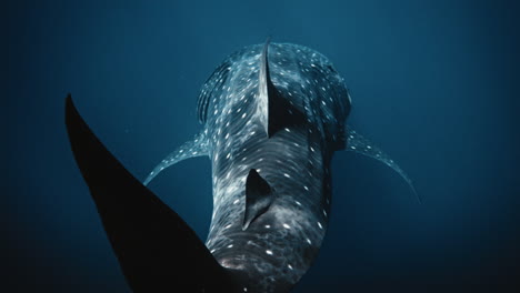 Whale-shark-rear-top-view-of-dorsal-tail-fin-swaying-underwater,-slow-motion