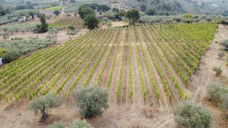 Aerial-landscape-view-over-vineyard-rows-and-olive-trees,-in-the-italian-hilly-countryside