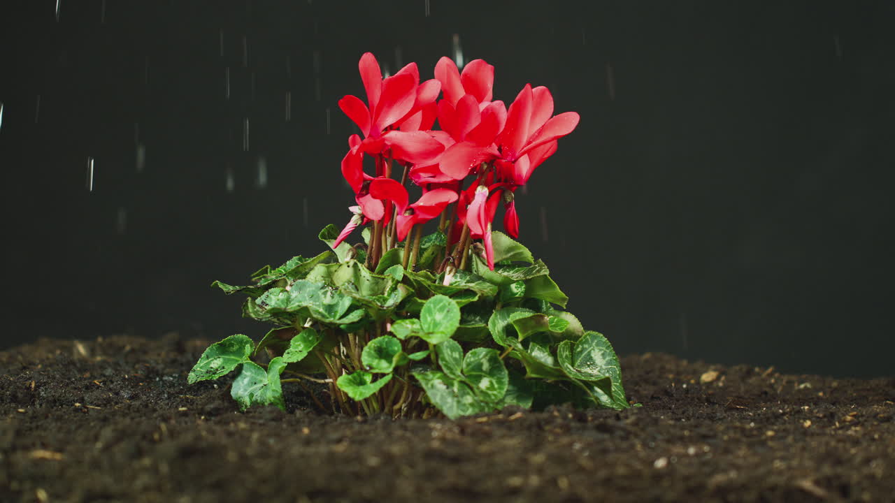 Red Cyclamen Persicum Plant Growing In Garden Soil Being Watered Or In Rain
