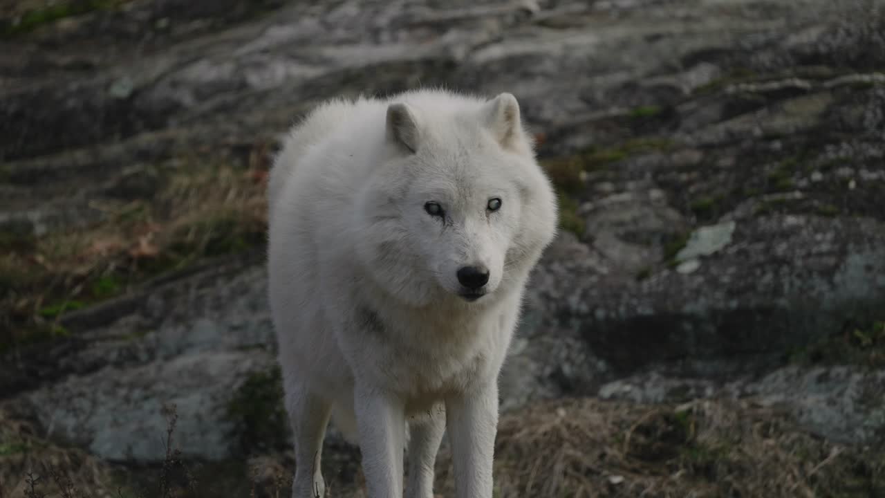 cerca de lobo blanco mirando a la cámara en cámara lenta de pie en el bosque