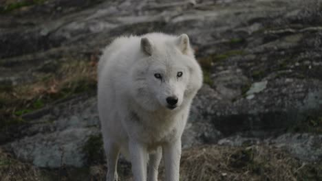 close up of white wolf looking into camera in slow motion standing in forest