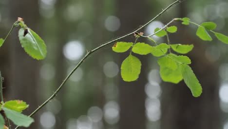 Branch-of-a-bush-with-a-spider-web