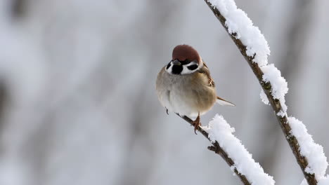 a small bird perched on a snow-covered branch in winter
