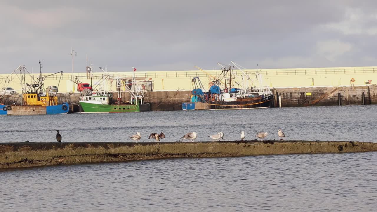 Harbour at Peel, Isle of Man, with moored fishing vessels, and seabirds perched on breakwater. Winter. UK