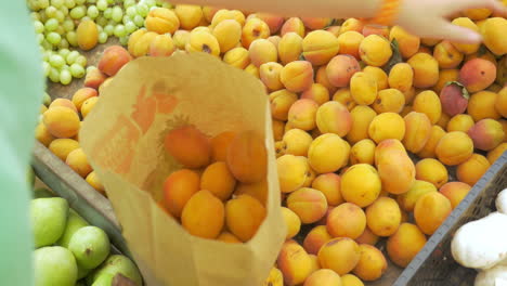 woman choosing ripe apricots on the market