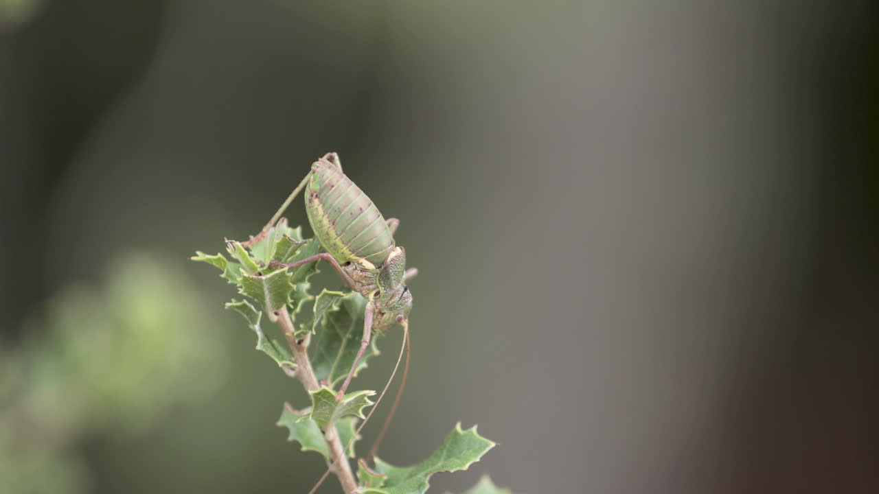 insecto gran arbusto verde-cricket tettigonia viridissima en el bosque en serra de aire e candeeiros, leiria portugal