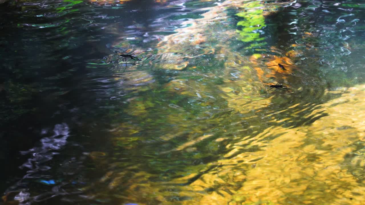 gerridae o zancudos de agua corren sobre la superficie del agua en el parque nacional nui chua