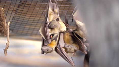 bat extends wings as it licks inside portions to clean body as it hangs upside down from mesh