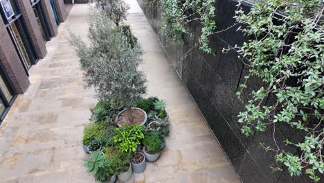 urban courtyard with plants and ivy