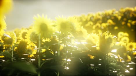 sunflower field on a warm summer evening