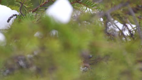 unsharp green pine needles and then sharpening tilt up