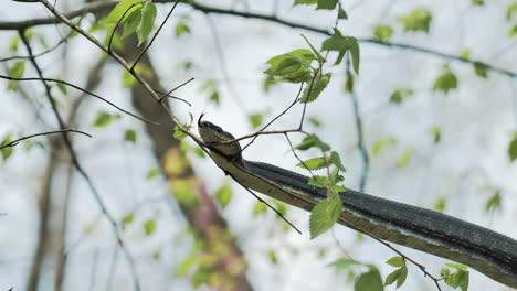 wild black rat snake flicks out tongue while resting on tree branch