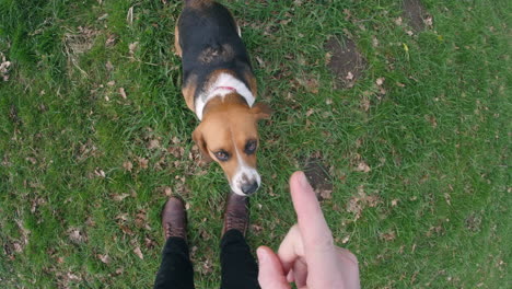 point of view of walking a dog in a park