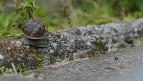 snail crawling on a path