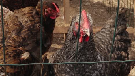 poultry in cages looking at the camera