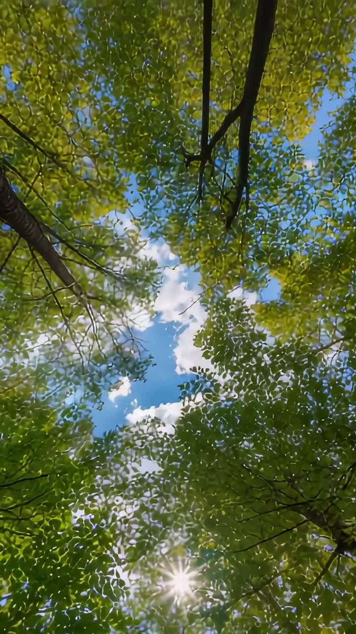 Video verticale: foglie verdi e rami che ondeggiano nella foresta, rivelando un raggio di sole