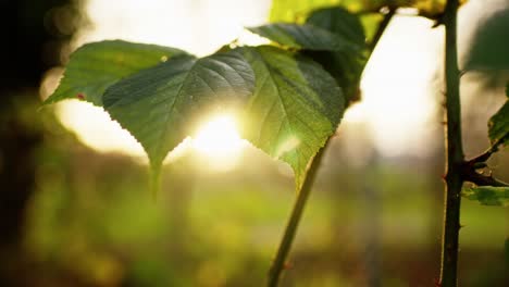 green leafs moving in the wind, slowmotion in 4k