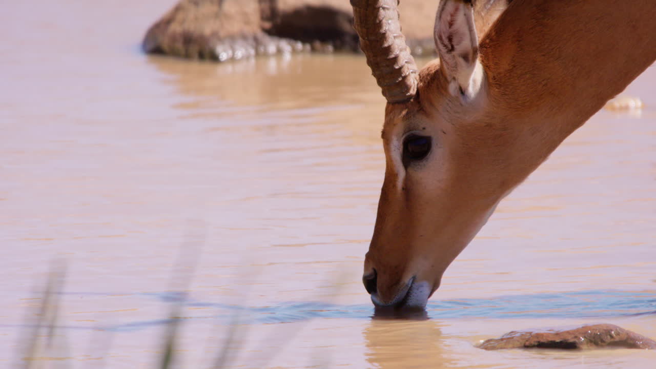 Impala, der drikker fra et vandhul på savannen midt på dagen
