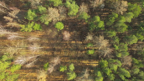 Dappled-sunlight-over-forest,-aerial-view,-seasonal-transition