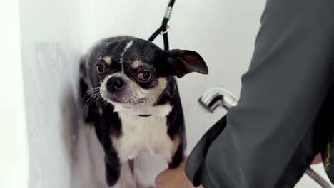 sesión de aseo de perros