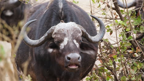 close-up portrait of an african buffalo on the wild park