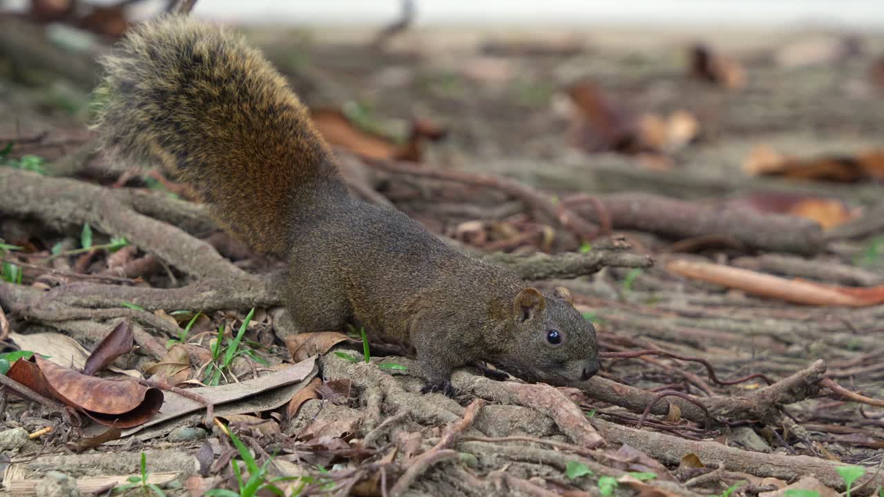 una pequeña ardilla de pallas corre olfateando alrededor del suelo del bosque, forjando comida, alertada por el entorno circundante