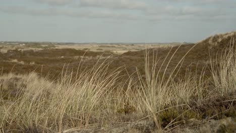 dune grass moving in the dune landscape of sylt 4k 60fps