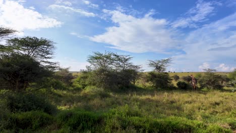 Serenity-in-the-Savannah-with-giraffe-eating