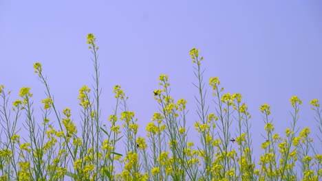 Senfblumen-Blühen-Auf-Dem-Weiten-Feld