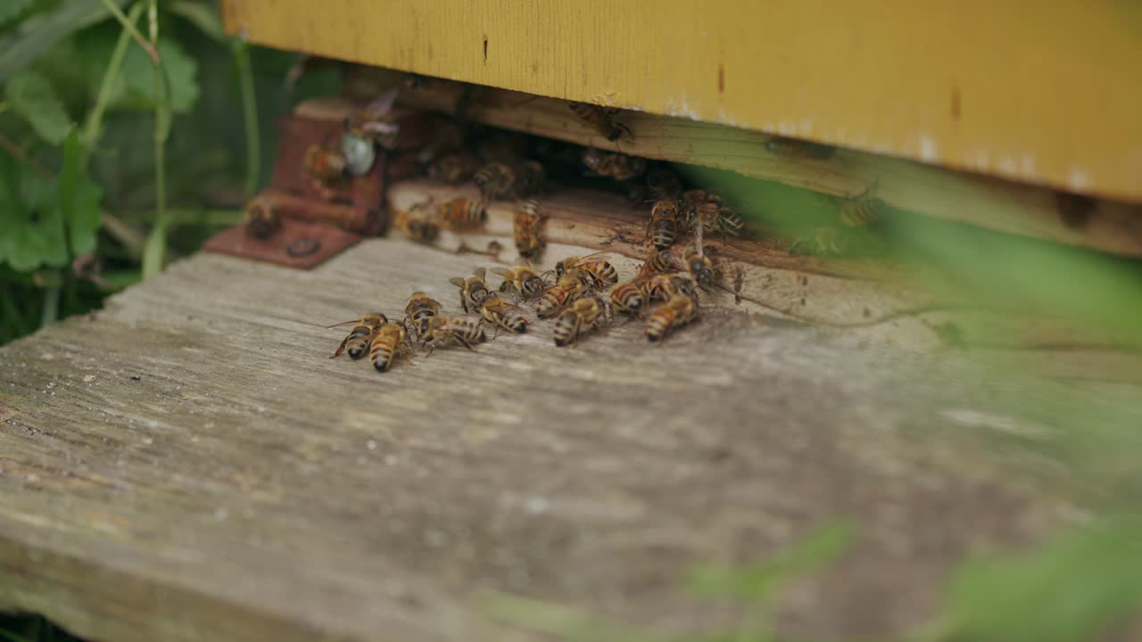 바쁘게 흥분한 일벌들이 입구에 모여든다.