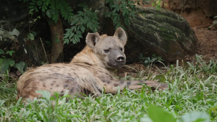 Spotted Hyena Resting in Grass